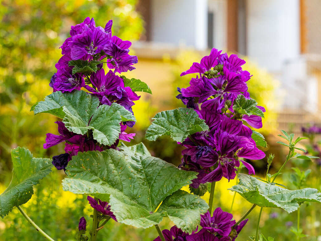 Violette und gelbe Blumen vor einem weißen Balkon